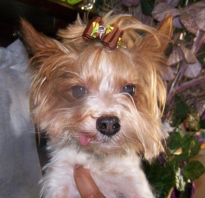 AKC Yorkie Male