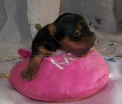 Yorkie Pup