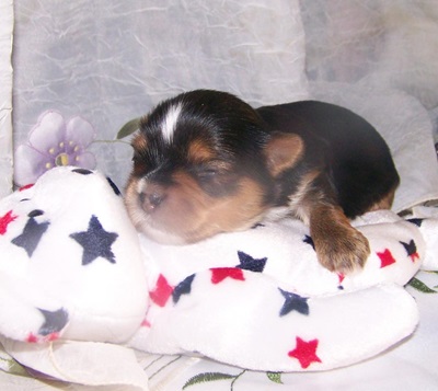 Yorkie Pup