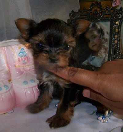 Yorkie Pup