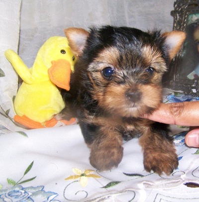 Yorkie Pup