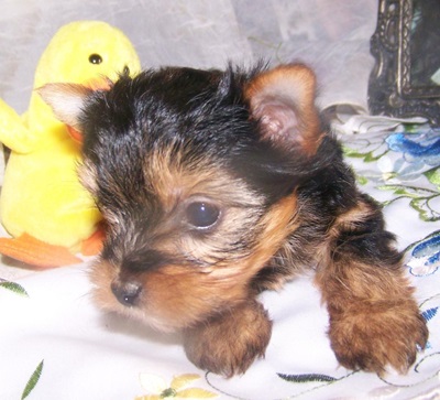 Yorkie Pup