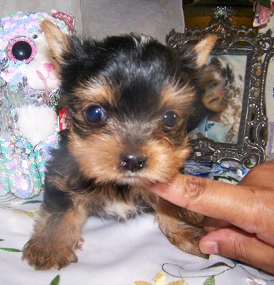 Yorkie Pup