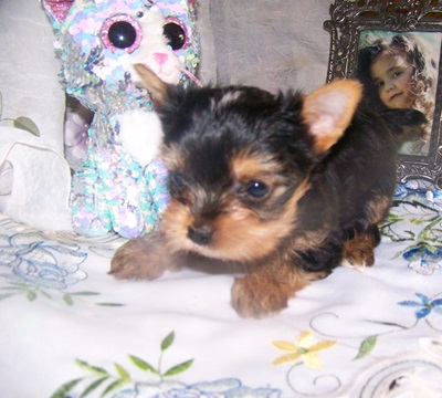 Yorkie Pup