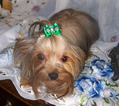 AKC Yorkie Male