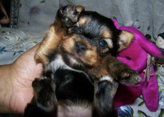 AKC Yorkie Pup AKC Yorkie Pup