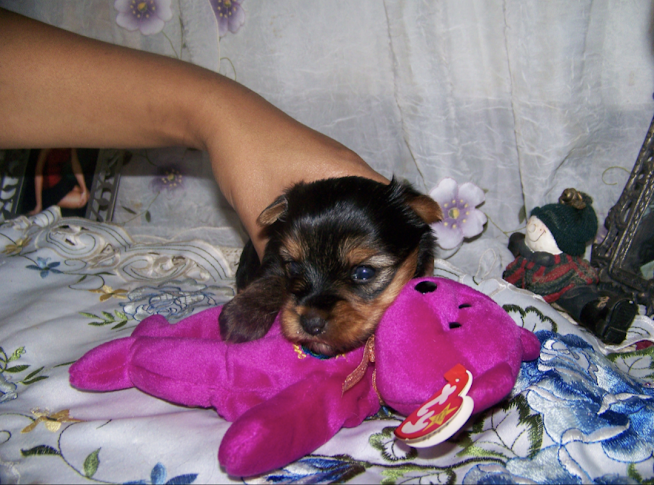 AKC Yorkie Pup AKC Yorkie Pup