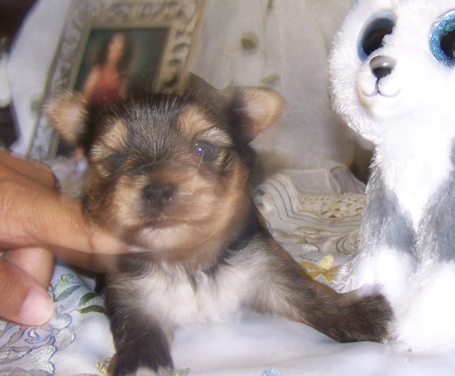 AKC Yorkie Pup AKC Yorkie Pup