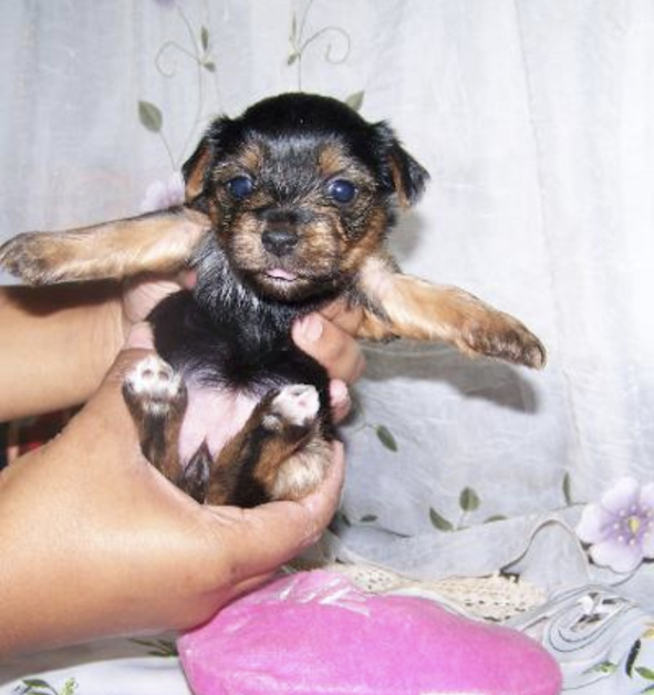 AKC Yorkie Pup AKC Yorkie Pup