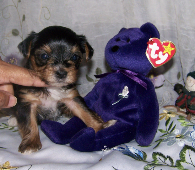 AKC Yorkie Pup AKC Yorkie Pup