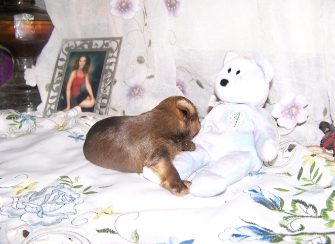 AKC Yorkie Pup AKC Yorkie Pup