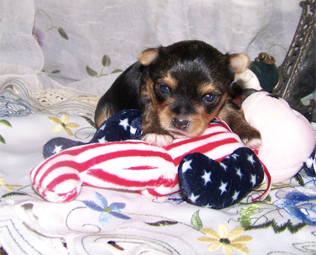 AKC Yorkie Pup