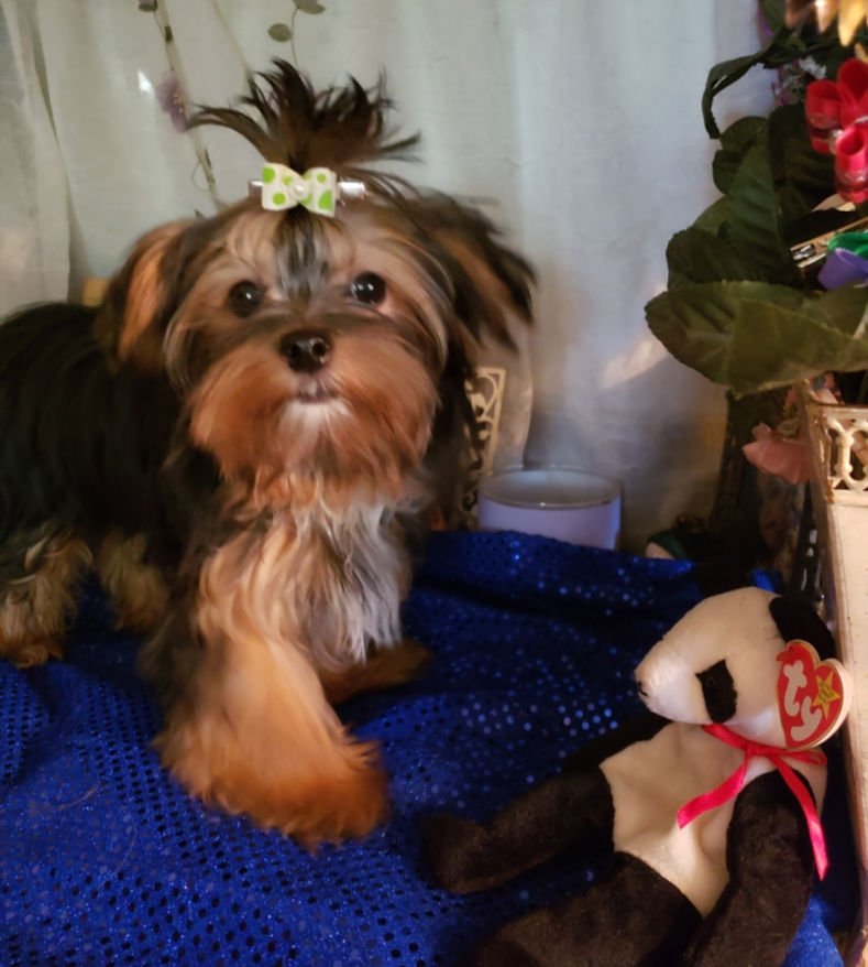 Yorkie Pup