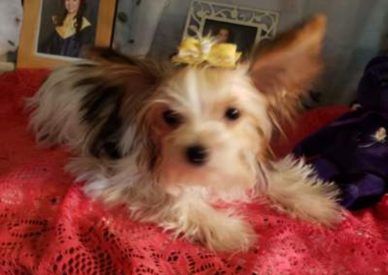Yorkie Pup