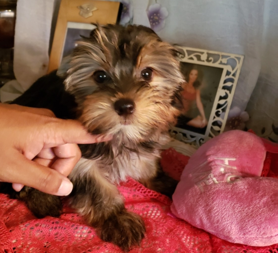 AKC Yorkie Pup