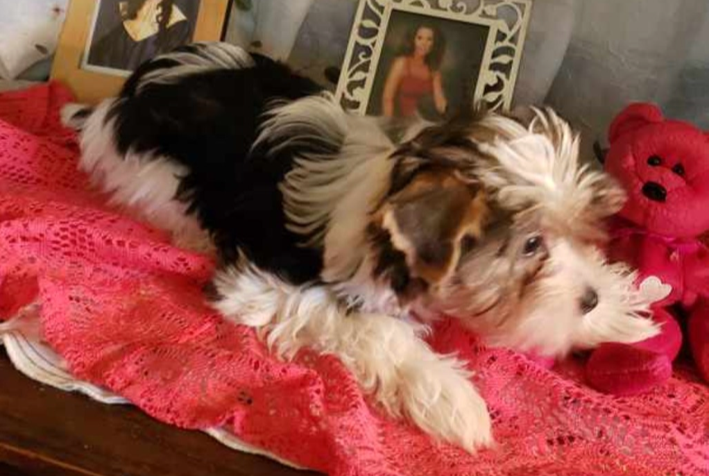 AKC Yorkie Pup