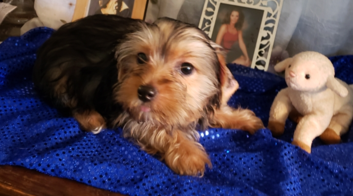 AKC Yorkie Pup