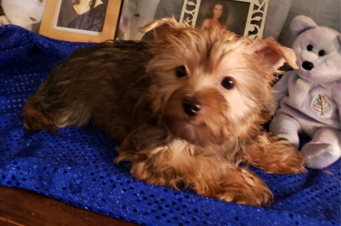 AKC Yorkie Pup