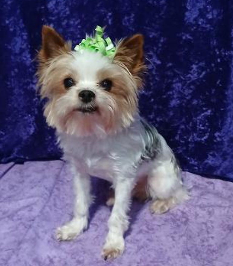 Yorkie Male