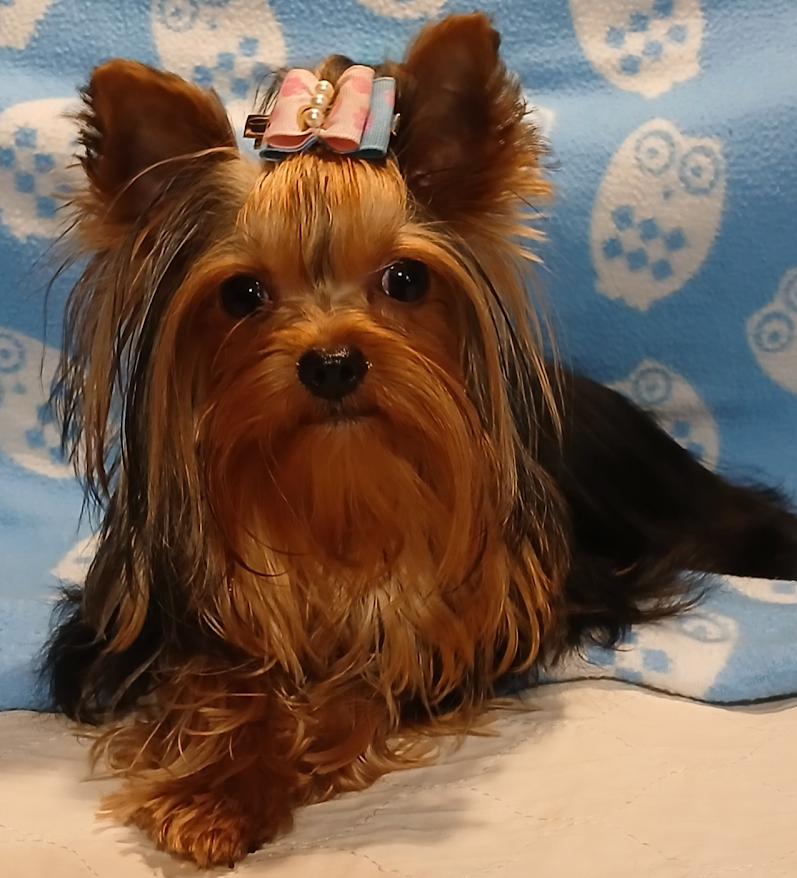 Yorkie Female