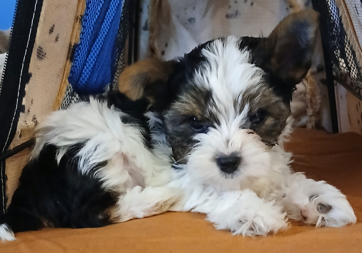 AKC Yorkie Pup