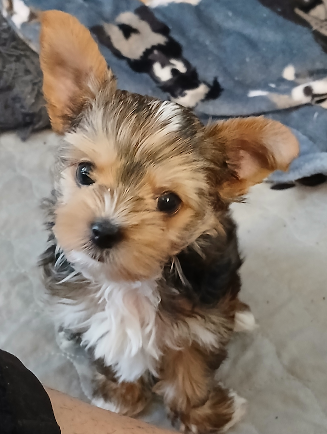 AKC Yorkie Pup