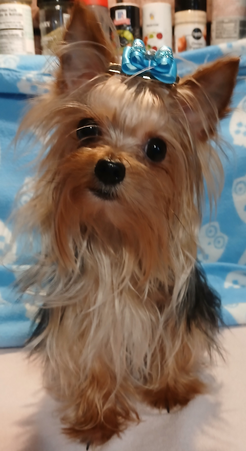Yorkie Male