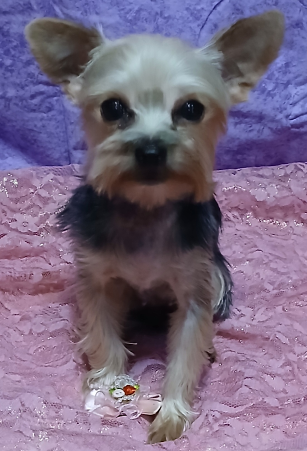 Yorkie Female