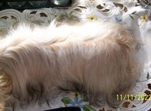 AKC Yorkie Pup