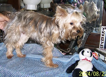 AKC Yorkie Pup