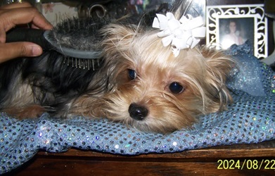 AKC Yorkie Pup