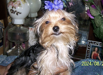 AKC Yorkie Pup