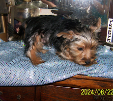 AKC Yorkie Pup