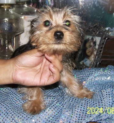 AKC Yorkie Pup