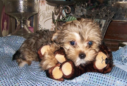 AKC Yorkie Pup