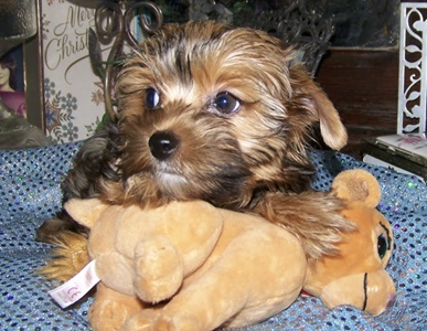 AKC Yorkie Pup