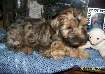 AKC Yorkie Pup