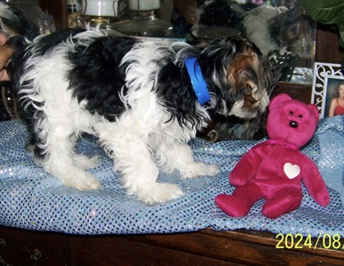 AKC Yorkie Pup