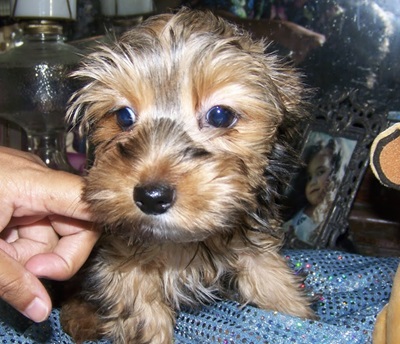 AKC Yorkie Pup