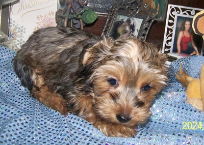 AKC Yorkie Pup