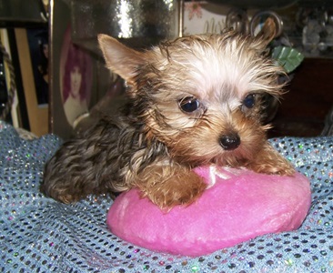 AKC Yorkie Pup