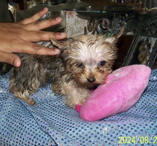 AKC Yorkie Pup